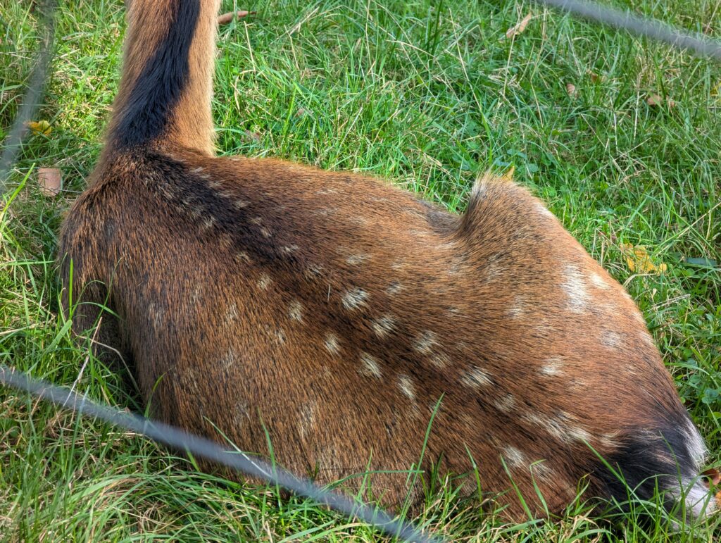 Wildtierpark Bayerischer Wald Ausflug Erfahrungen