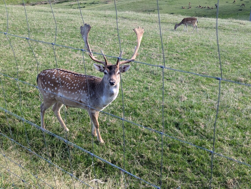 Bayerischer Park Ausflüge Wildpark Tipps