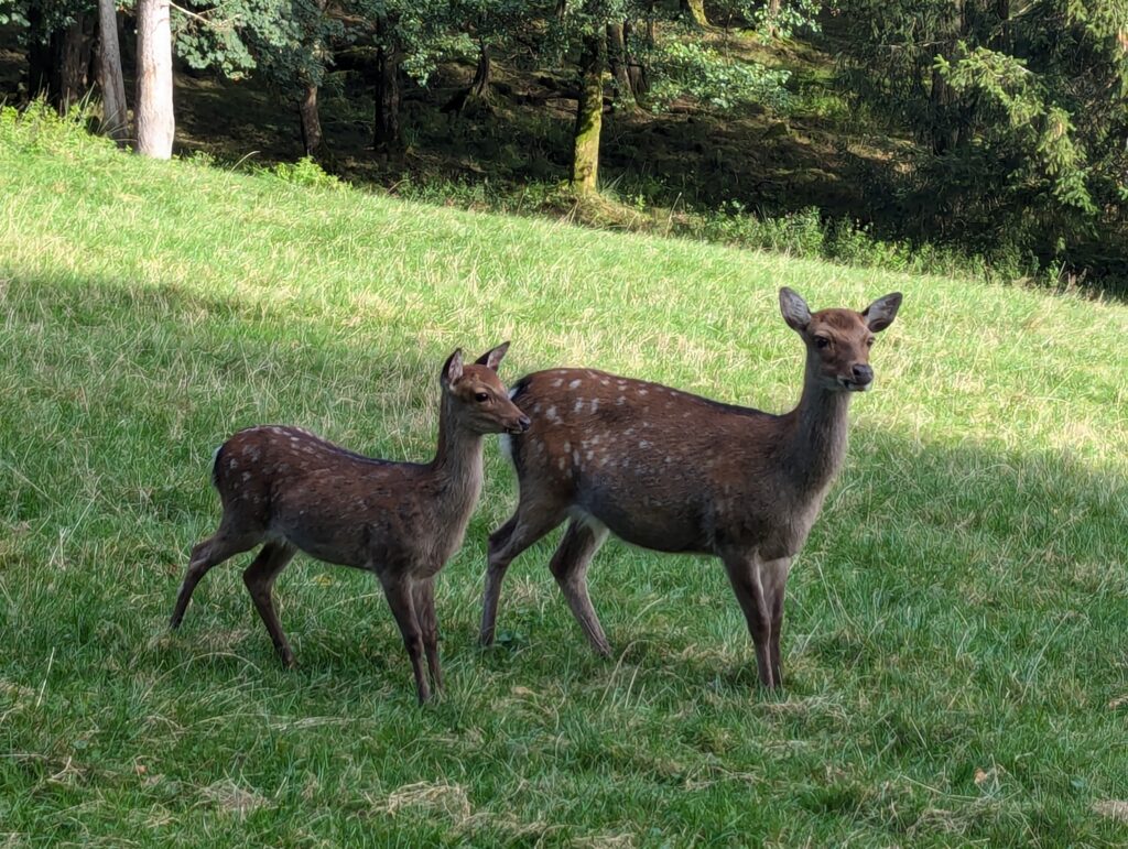 Rehe Bayerischer Wald Ausflug Hirschpark